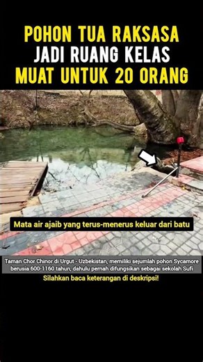 Pohon Tua Raksasa 'Disulap' Jadi Ruang Kelas!