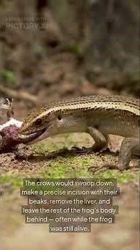 The Mystery of Exploding Frogs 😱🪰 (Shocking Nature Truth!)"