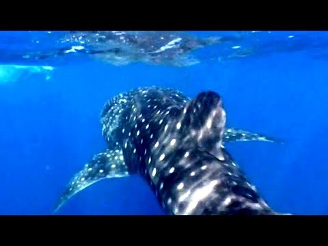 Unlocking the Secret Lives of Giant Sharks with Satellite Tracking