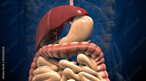 3D render illustration digestive system . Human anatomy. Muvement guts inside abdomen