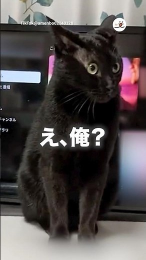 猫パンチしたら泣いてしまった😅｜PECO