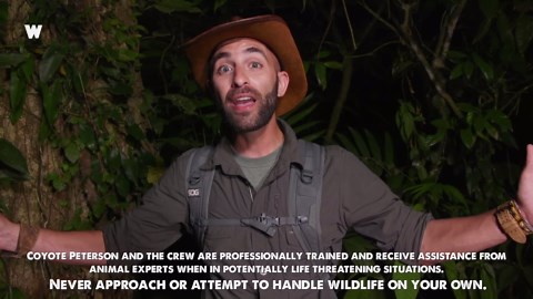 Giant Stabbing Roach Encounter: Yikes!