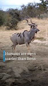 1.1M views · 10K reactions | New research shows wild animals fear humans more than any other predator. via #dw_science | DW Environment | Facebook