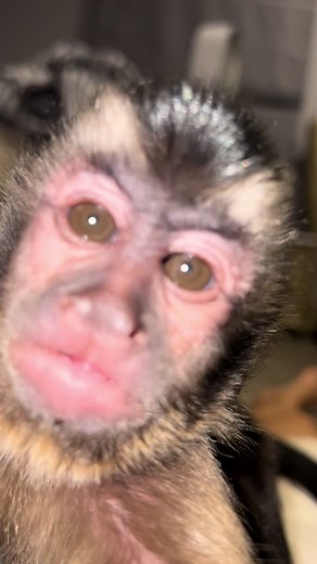 Capuchin Monkey Kisses: Heartwarming Animal Moments