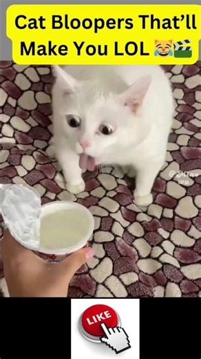 Cat Bloopers That’ll Make You LOL 😹🎬