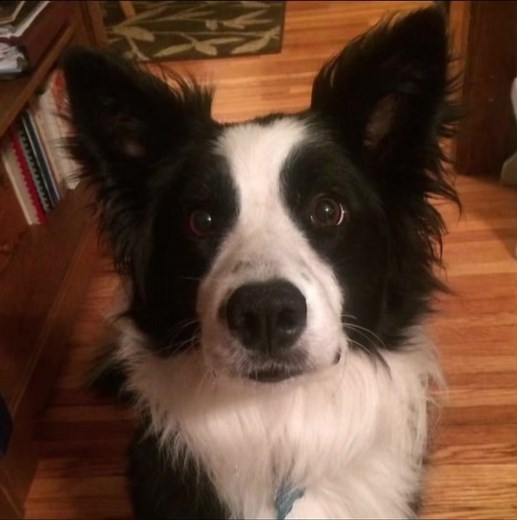 Border Collie Photos and Edits: Cute Collie Pictures Compilation