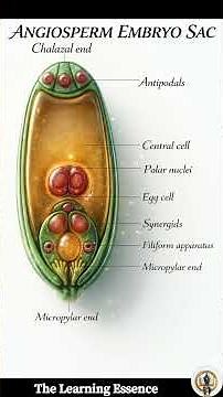 🔬Inside the Angiosperm Embryo Sac! The Ultimate Labeled Breakdown & Explain ‪@TheLearningEssence‬