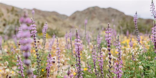 Record-breaking heat wave causes breathtaking Death Valley superbloom to peak early this year