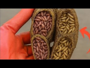 Professional Cow Hoof Trimming