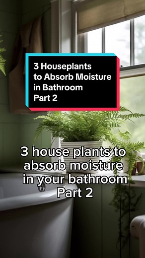 3 Houseplants to Absorb Moisture in Your Bathroom, 🌱🚿 | Part 2