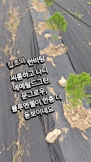 #에메랄드그린 #문그로우 #블루엔젤 #조경수 #나무키우기