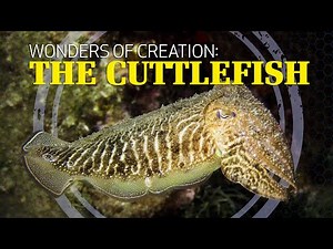 Wonders of Creation: Cuttlefish