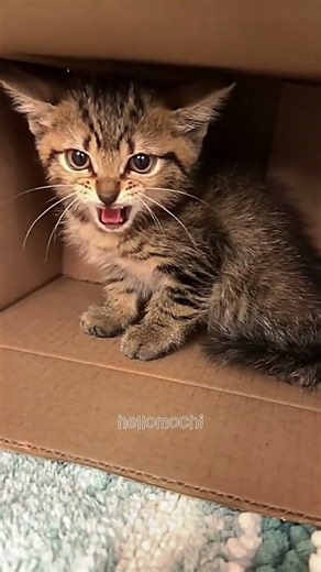Watch This Adorable Kitten's Defensive Hisses! 😺😺 #hellomochi #cat #kucing