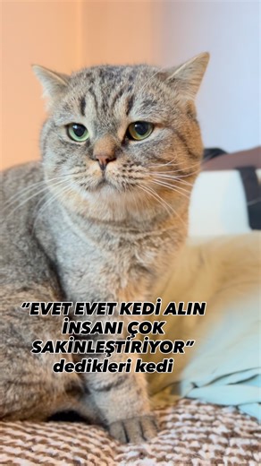 Birdeli beşkedi on Instagram: "Gürbüzün perküsyon performansı . . . . . . . . . . . #reelsinstagram #keşfet #reels #kedi #cats #animals #kediler #catsofinstagram #cat"