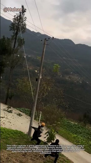 "Tree Topping Fail & Fix! Rope Pull Technique for Quick Tree Removal"