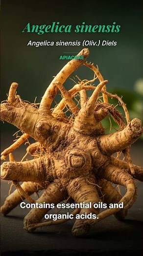 Decoding Angelica Sinensis - The Blood Tonic Treasure