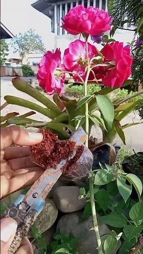 Easy Rose Propagation Method 😍