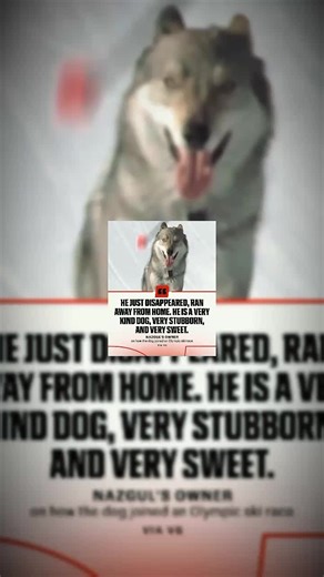 Distinguishing Wolves from Dogs: A Unique Challenge