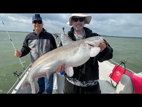 Teachniques to catch more Hybrids and Wipers Including Thumping: Bend a Rod, Lake Lewisville TX
