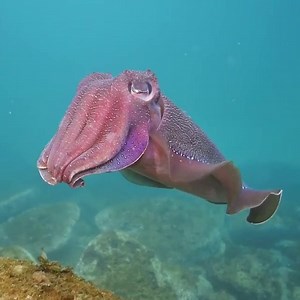 3.9K views · 78 reactions | Cuttlefish or cuttles are marine molluscs of the order Sepiida. They belong to the class Cephalopoda, which also includes squid, octopuses, and nautiluses. Cuttlefish have a unique internal shell, the cuttlebone. | Par Excellence Travel & Business Networking | Facebook