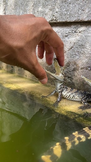 41K views · 495 reactions | Happy to play with my super cute babies crocs #wow #wild #AmaZing #video #new #beautiful #cool #animals #best #moments #wildlife #fun #facebookvideo #style #fbviral #crocodiles #crocodile #wildlife #reptiles #nature #animals | Captain Crocodiles | Facebook
