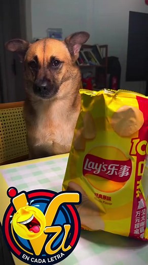 Doblaje venezolano divertido: perro pide papita y brócoli