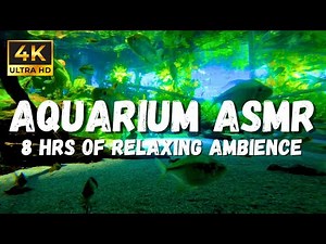 4K Underwater asmr Sounds: Immerse Yourself In this Stunning Underwater Ambience