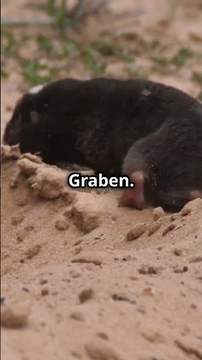 Warum kann der Maulwurf so gut graben? Unglaubliche Fakten! #erstaunlich #fakten #animals #wissen