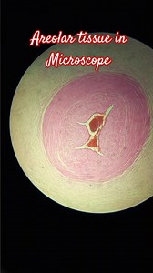 Areolar Tissue in Microscope| #microscope #tissue #microbiology