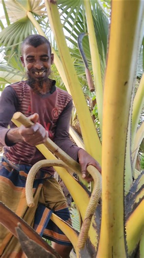 Unique Technique of Extracting Palm Sap Using Oil Massage