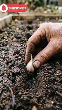 Growing Garlic From Clove to Full Bulb — The Real Process Explained#roottoharvest#galic