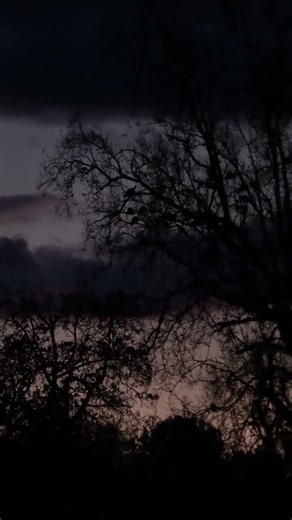 Full video 🔗 above 👆🏼👆🏼👆🏼 #turkeyhunting #publicland #hunting