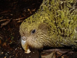 Kakapo Nest