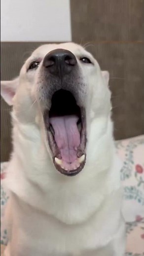 “My Dog Is Singing a Song 😂🐶 | Cute Dog Singing Like a Singer!”