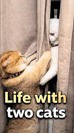 Life with Two Cats Is Pure Chaos… You Won’t Believe This 😂🐱