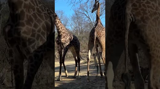Giraffes interact and play across the savanna