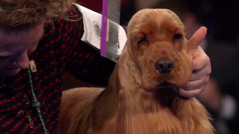 2024 NDS: English Cocker Spaniel
