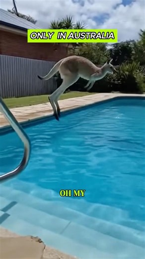 Kangaroos having fun in the swimming pool.