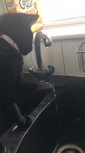 18K views · 2.4K reactions | Bolt versus Tap | The Huddersfield Station Cats | Facebook