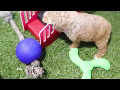 Molly the F1b Cockapoo