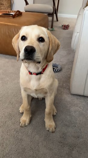 PUPPY POUNCE! #dog #labradorretriever #puppy | It's Me Woody