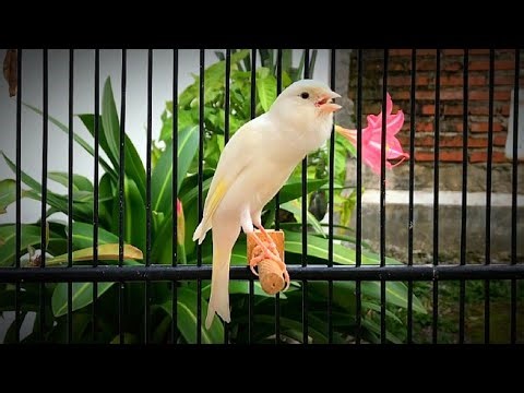 How to Train Your Canary for optimal Singing Performance!! Try It