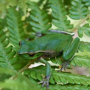 134 reactions · 97 shares | We need your help to record as many frog calls from as many places during FrogID Week. Every call counts during 8-17 November! | Australian Museum | Facebook