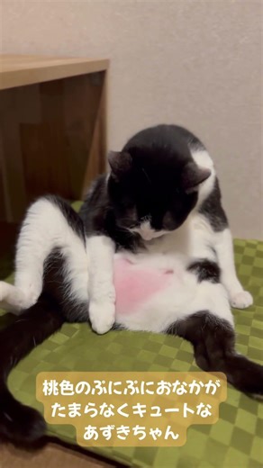 ぷにぷに桃色おなかのあずきちゃん #多頭飼い #猫 #猫のいる生活 #保護猫 #ハチワレ
