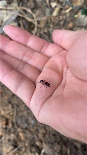 Holding the Entire Ant Life Cycle in My Hand – From Egg to Adult!