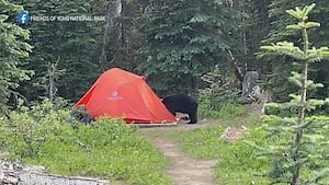 Parks Canada closes section of Yoho National Park because of ‘food seeking’ bear