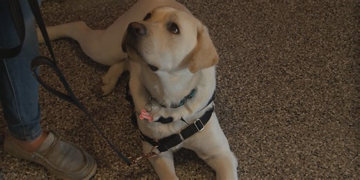 WVU Hearts of Gold introduce new service dogs in training cohort