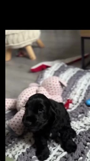Understanding English Cocker Spaniels