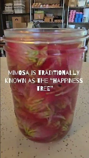 Making Mimosa Flower Tincture 🌸 #herbalremedies