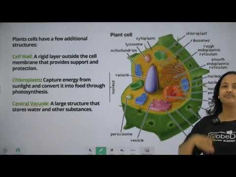 Grade 10 Biology unit 4, CELL.